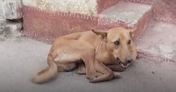 They Arrived To Help A Stray Dog And Saw His Mouth Hanging Wide Open