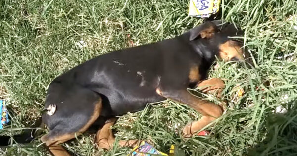 They Broke His Leg With Rocks, And His Owner Wouldn’t Stick Up For Him