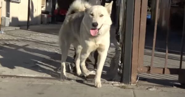 They Come Across A Dog Limping In The Road, But He Isn’t Hurt