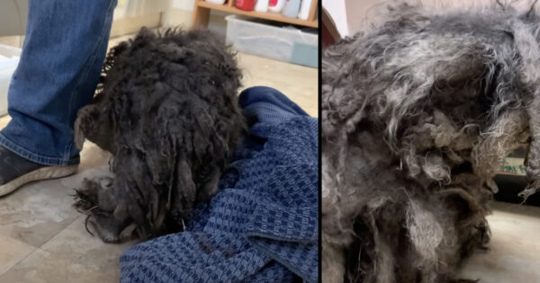 They Couldn’t Tell It Was A 15-Year-Old Dog Underneath All The Matted Fur