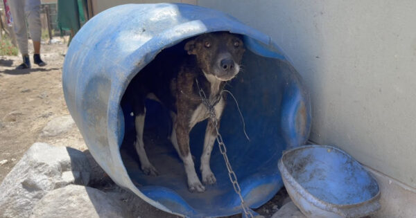 They Discovered A Chained Dog Living In An Empty Barrel On The Property