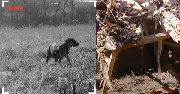 They Follow The Dog Into The Woods To See The House She Built For Her Pups