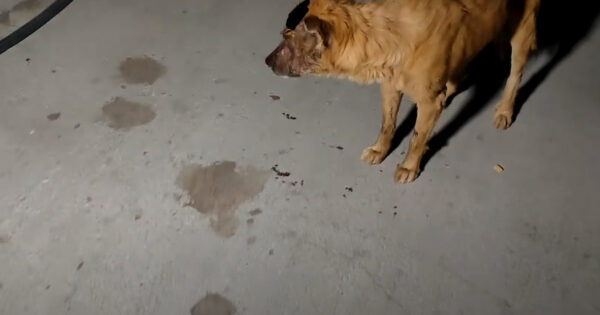 They Followed The Trail To A Street Dog In Need Of A Lifeline