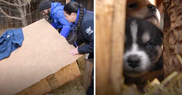 They Lift One Of The Doghouses To See Puppies Huddled Up In A Damp Hole