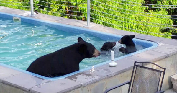 They Look Outside & See That A Bear Family Has Decided To Cool Off In The Pool