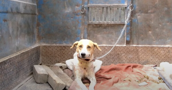 They Pull Up In A Truck With A Dog And Call Out For Help