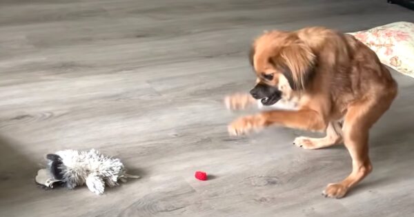 They Said She Wouldn’t Make It, But Unique Short Dog Is Now Thriving