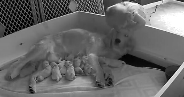 They Saw Their Toddler On Puppy Cam Comforting The Mother Dog