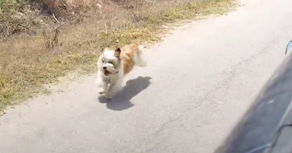 They Were Driving In The Middle Of Nowhere When A Dog Chased Down The Car