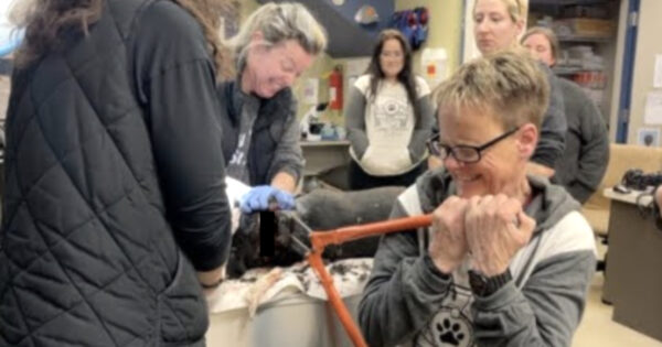 They Work To Remove The Worst Embedded Collar They’d Ever Come Across