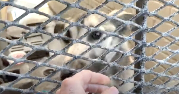 This Alley Dog Was Dirty And Fading Fast After Being Neglected For Over A Year