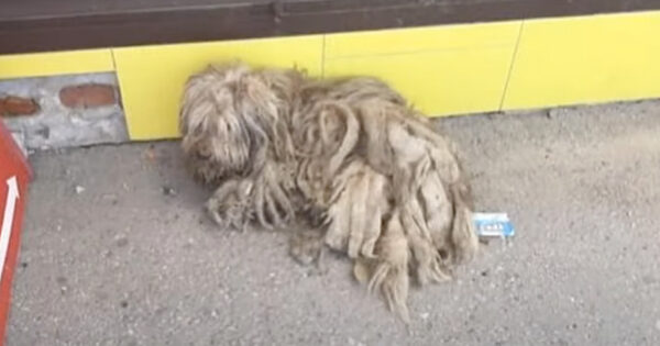 This Clump Of Matted Fur Wandered The Market Looking For Food