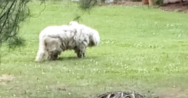 This Dog Had Been On The Run For 2 Years, And No One Knew If It Was A Boy Or Girl