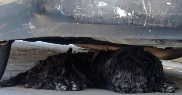 This Dog Thought The Streets Were The Best Life Had To Offer And Settled In