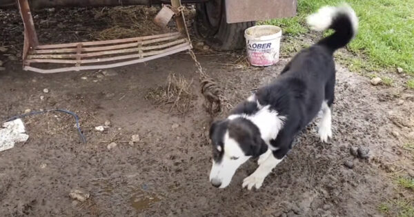 This Dog Was Not Good At Herding, So His Owner Chained Him Here