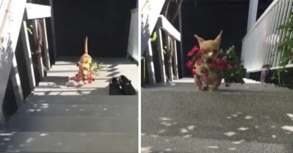 Thoughtful Dog Brings Flowers To Mom To Show His Appreciation