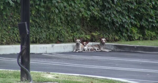 Three Chihuahuas Were Abandoned On The Streets To Fend For Themselves