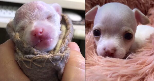 Tiny Chihuahua Pup Born Prematurely Musters Up Some Energy To Play With Toys