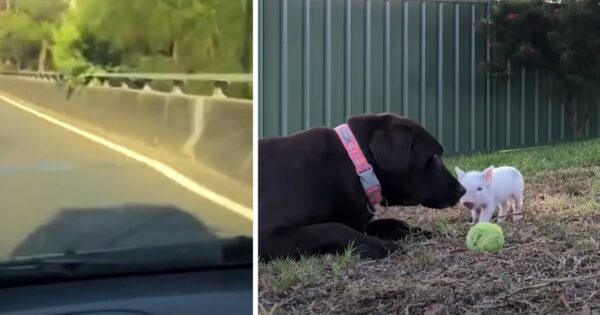 Tiny Pig Jumps Off Of A Truck, Rescuers Take Her Home To Meet Their Dog