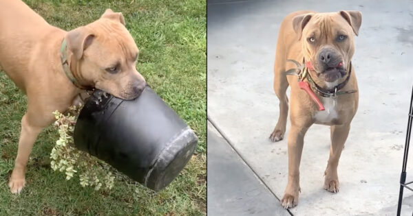 Tiny Pup Tricks Mom Into Thinking He’s Calm & Timid, Grows Up To Be A Wild One
