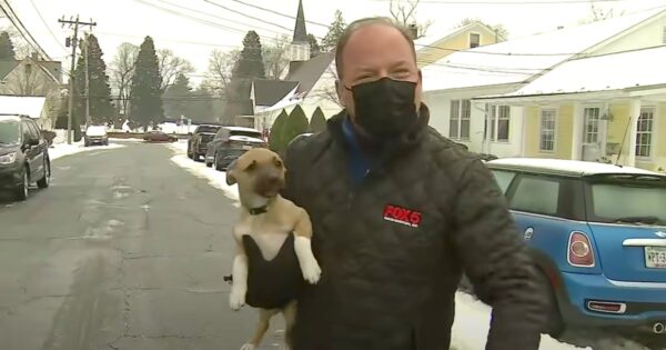 Tiny Puppy Comes Out Of Nowhere To Crash Live Weather Report