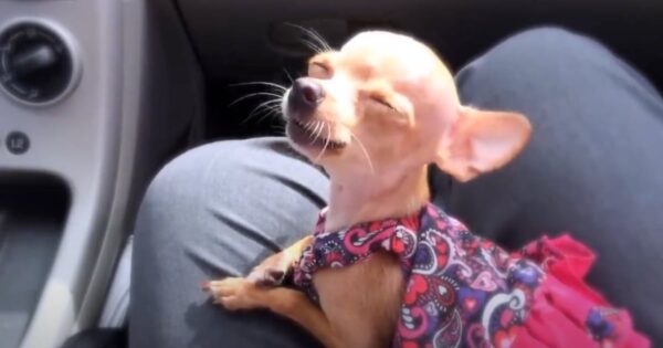 Tiny Teacup Chihuahua Sings Her Heart Out In The Car For Grandpa