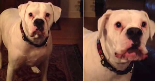 Tired Boxer Insists On Having Bedtime Dialogue Rather Than Going To Sleep