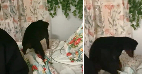 Tired Dog’s Routine Includes Tucking Herself Into Bed Every Night