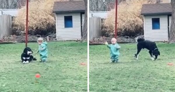 Toddler Uses His Advanced Negotiation Tactics To Get Toy Back From The Dog