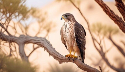 bird of prey species