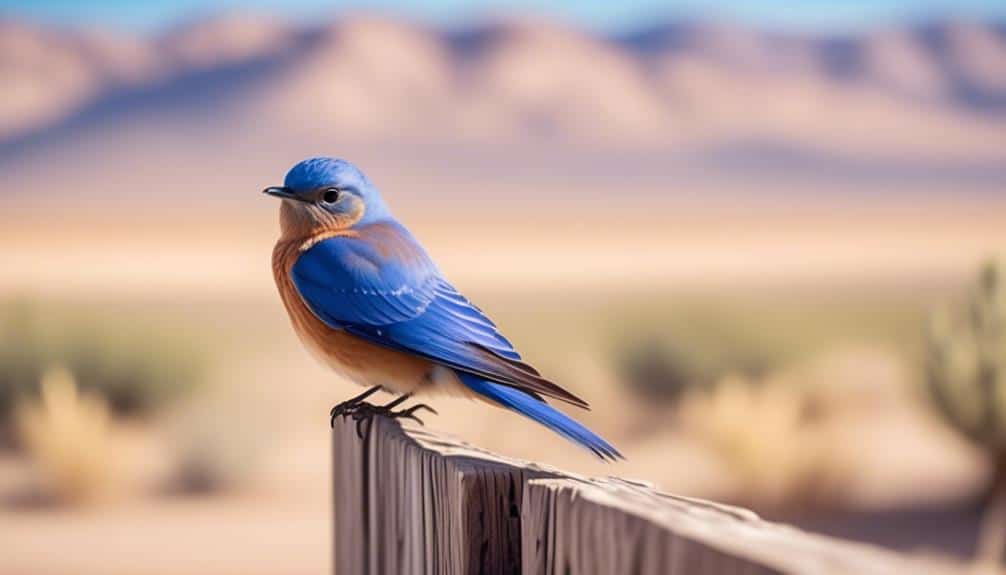 beautiful bird of west