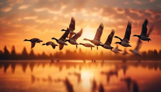 flocking geese in migration