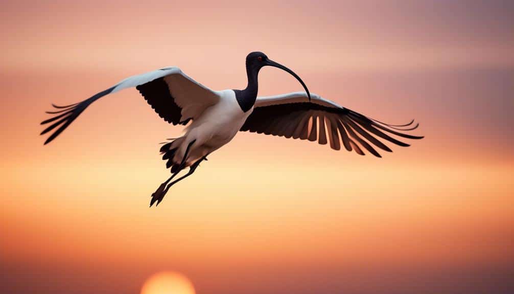 egyptian bird of worship