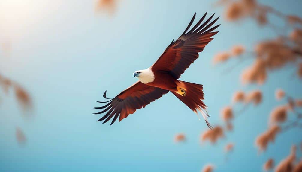 bird of prey in asia