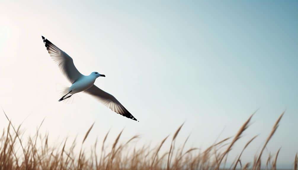 seagulls in coastal habitat