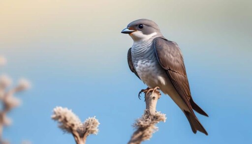 small bird with gray breast