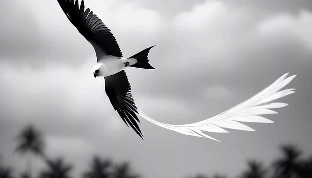 elegant aerial acrobat bird