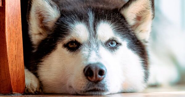 Top 5 Dog Breeds One Veterinarian Would Not Personally Own