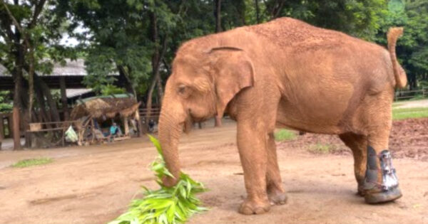 Touching Moment Elephant Gets Prosthetic And Can Properly Walk Around