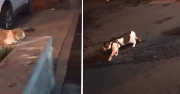 Two Cats Are About To Fight When A Good Boy Intervenes