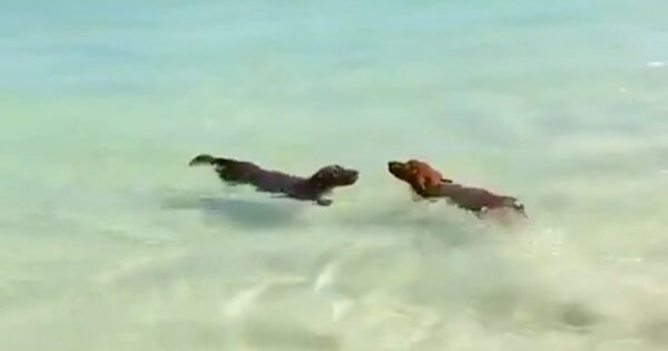 Two Dachshunds Attempt Synchronized Swimming At Australian Beach