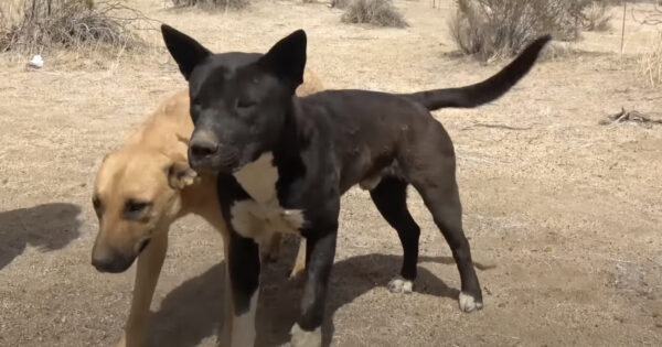 Two Dog Friends Abandoned In The Desert Only Had Each Other