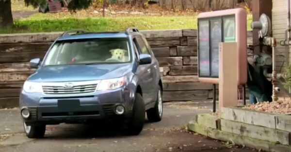 Two Dogs Pull Up To The Drive Thru, Realize They Should’ve Just Gone Inside
