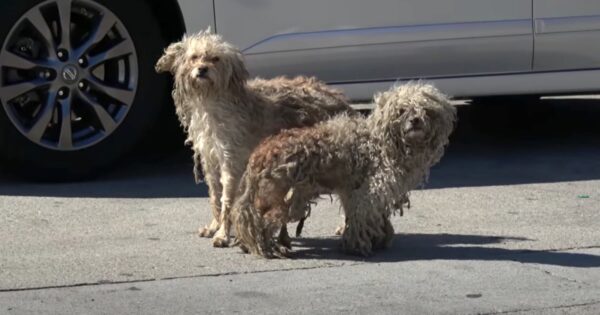 Two Dogs Were Left To Roam The Streets And Fend For Themselves