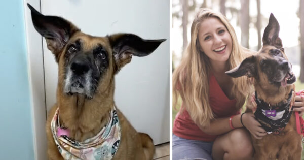 Two Perfect Breeds Combined To Give Dixie Her Giant Flying Ears