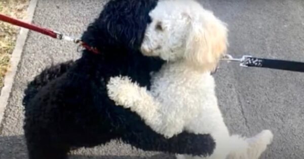 Two Strangers’ Dogs Lock Paws For A Sibling Hug While Out On A Walk