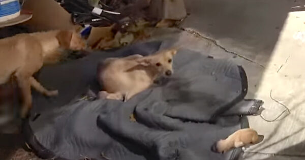 Two Stray Dogs Wandered Into A Private Yard, And The Female Gave Birth