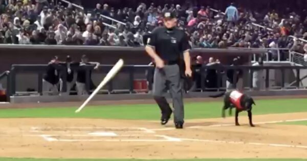 Ump Acts Out Rudely Toward The Bat Dog, And The Crowd Lets Him Hear It