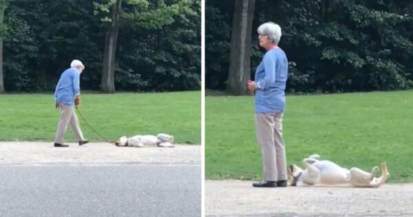 Uncooperative Dog Spotted Not Wanting To Go Home From The Park Just Yet