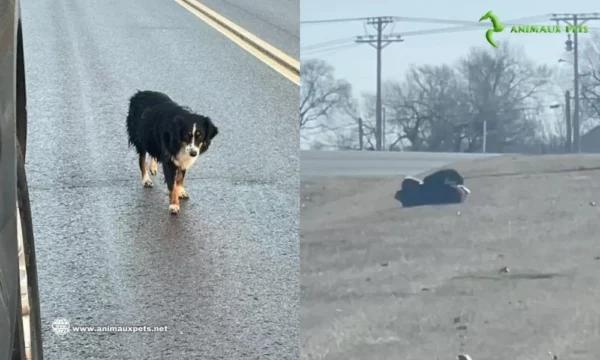 Une chienne gestante Tente d’Échapper au Froid